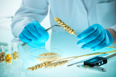 The GMO Danger of Your Dinner Plate